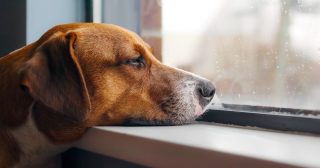 Bored dog with head on window sill while looking at the rain outside